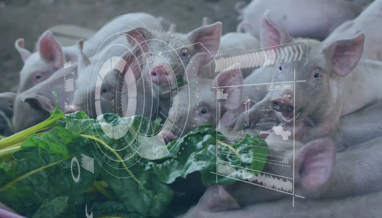 กลุ่มอาหาร: ราคาหมูไทยแตะระดับสูงสุดในรอบปี